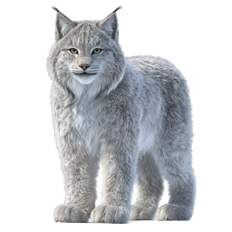 Realistic Wild Lynx Animal Icon | Nature Wildlife