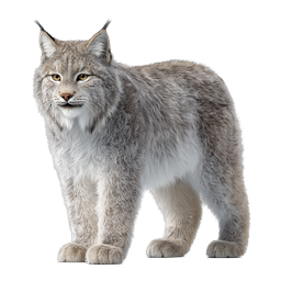 Realistic Wild Lynx Wildlife Icon - Majestic Forest Cat