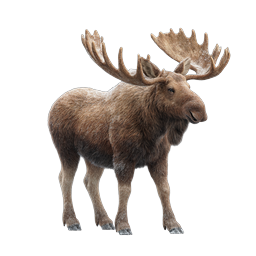 Realistic Wild Moose Animal Icon with Antlers