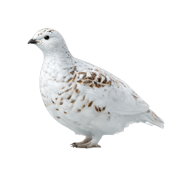 Winter Ptarmigan Bird Realistic Wildlife Icon