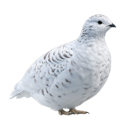 Winter Ptarmigan Bird Realistic Wildlife Icon