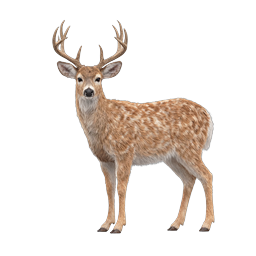 Realistic Young Buck Deer Wildlife Icon - Nature & Forest Animal