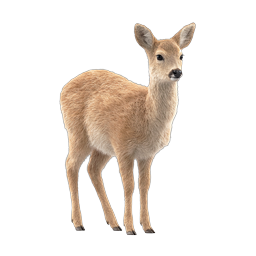 Young Deer Wildlife Icon - Realistic Fawn Illustration